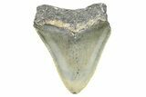 Serrated, Juvenile Megalodon Tooth - North Carolina #359043-1